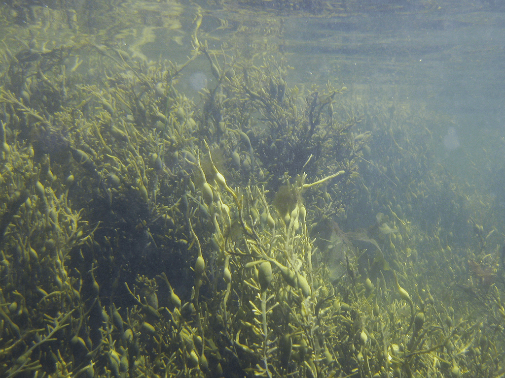 Harness the Power of Kelp