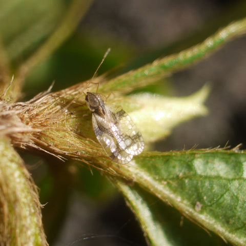 Azalea Lace bug