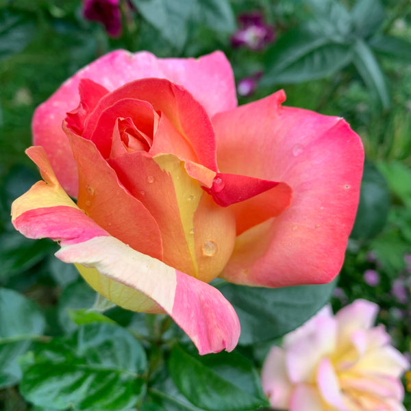 Sound Collections - Beneficial Insect Subcriptions |  sound-horticulture.myshopify.com