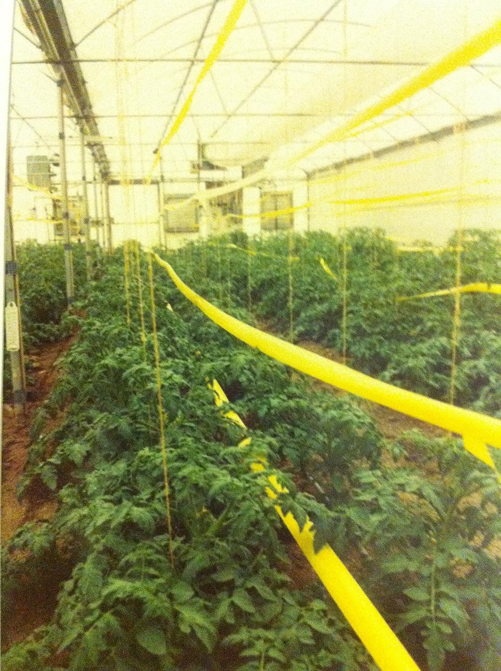Garden Guard Yellow Stiky Ribbon |  sound-horticulture.myshopify.com