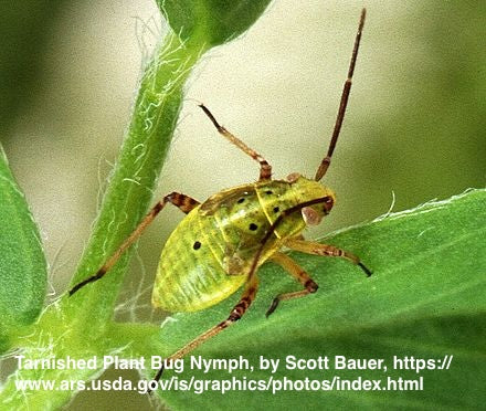Western Tarnished Plant Bug Trap and Lure |  sound-horticulture.myshopify.com