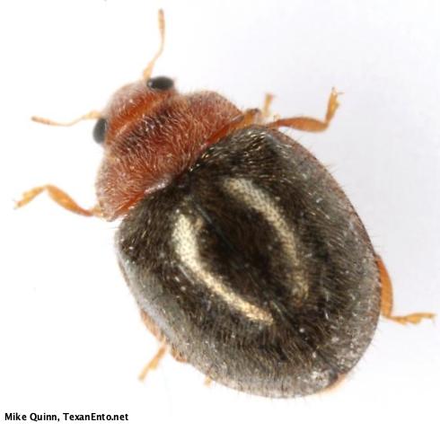 Rhyzobius lophanthae - Scale Control |  sound-horticulture.myshopify.com