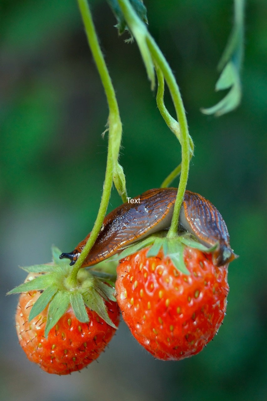 Sluggo |  sound-horticulture.myshopify.com