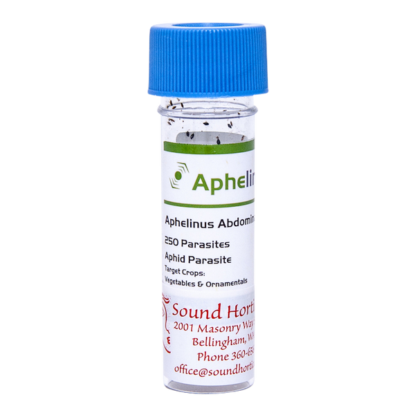 Aphelinus abdominalis 250 vial