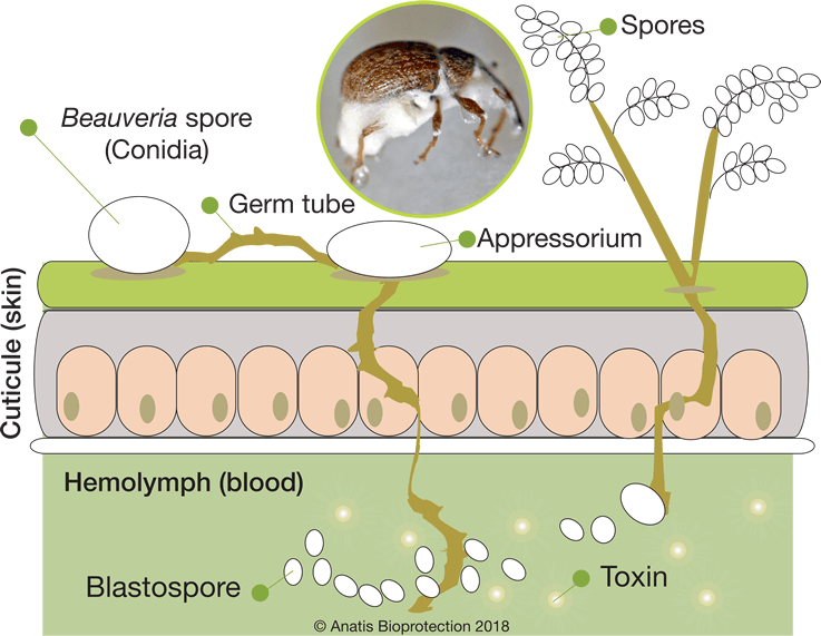 Beauveria bassiana mode of action chart