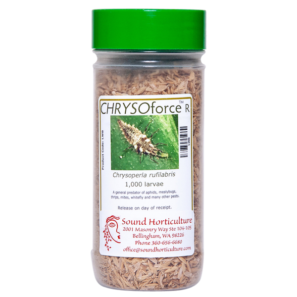Green lacewing larvae for aphid control