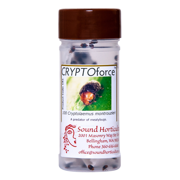 Cryptolaemus montrouzieri bottle of 100