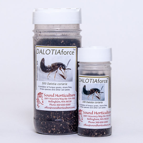 Dalotia coriaria bottles