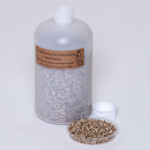 G occidentalis mite in pint bottle