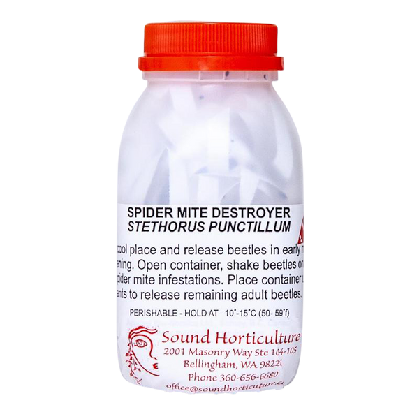 Stethorus punctillum - Spider Mite Destroyer |  sound-horticulture.myshopify.com