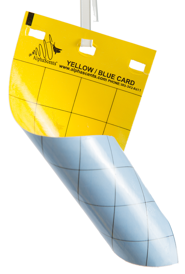 Blue and yellow sticky card