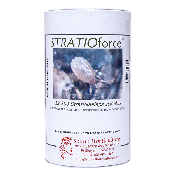 Predatory soil mite Stratiolaelaps scimitus in tube