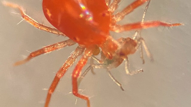 Anystis, No Ordinary Mite