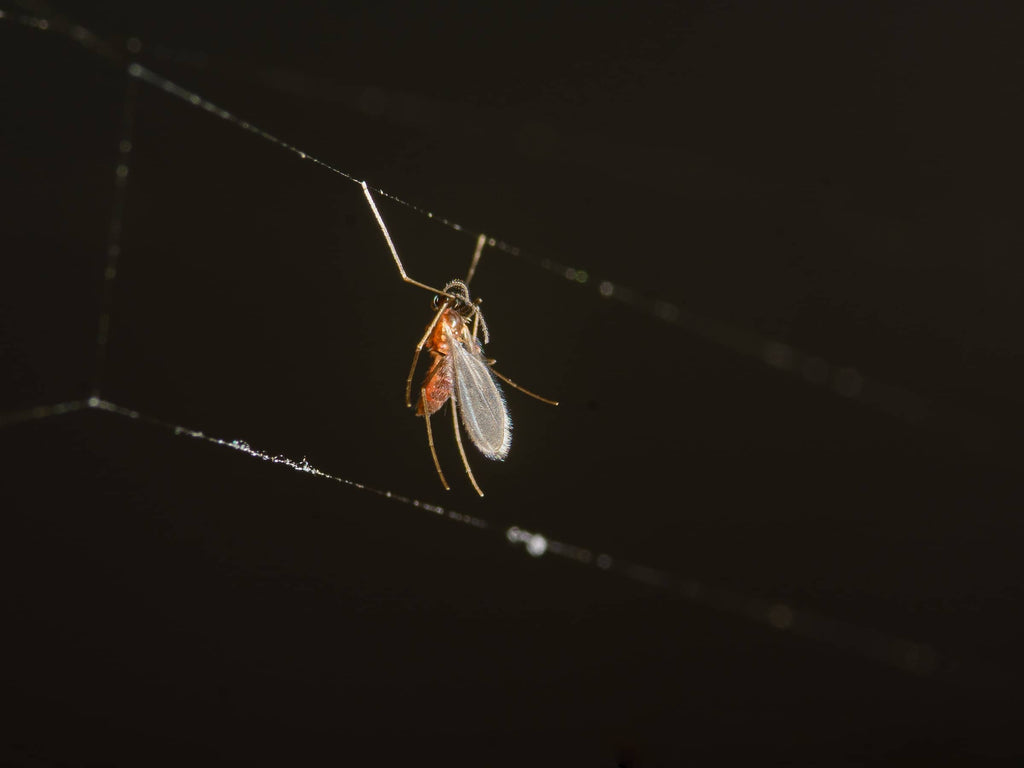 Aphidoletes - The Tiny Titans of Aphid Control