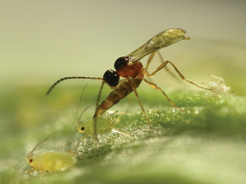 Aphids and Their Peculiar Parasites