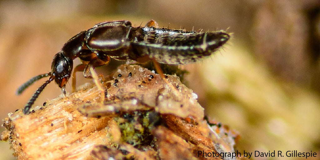 Dalotia the Rove Beetle