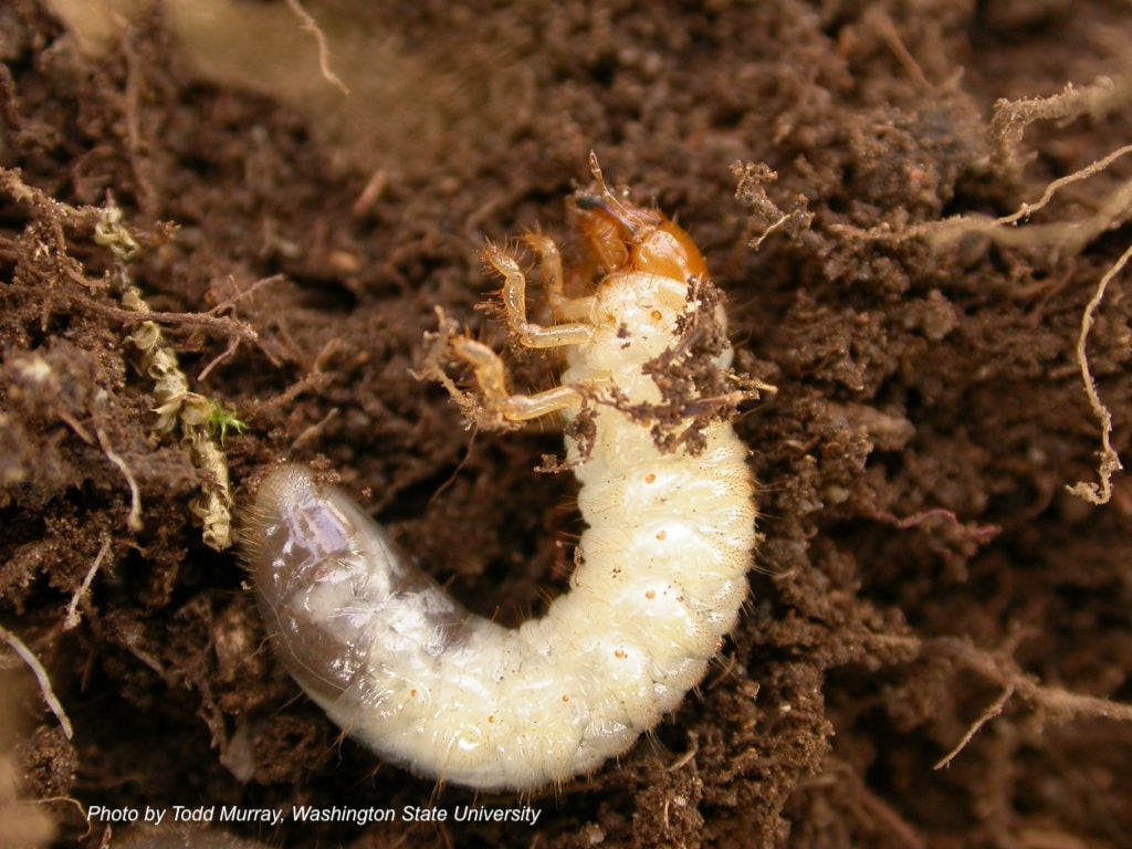 White Grubs in Your Soil? Here's How to Fight Back Naturally