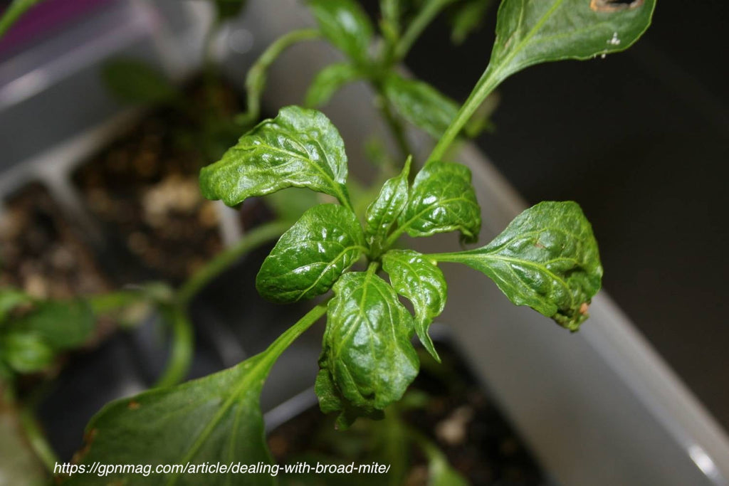 Russet & Broad Mite Workshop