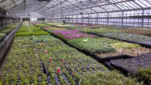 Creek Hill Nursery success