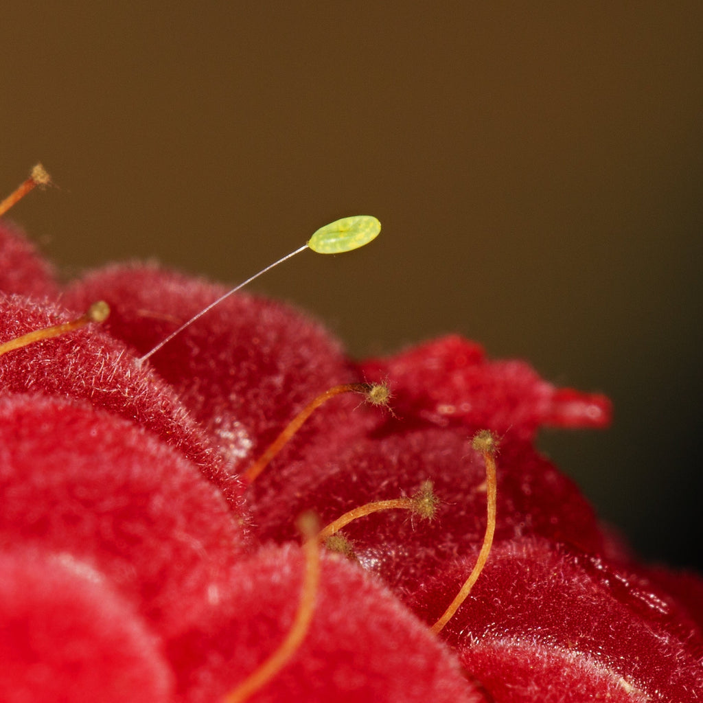 Green Lacewing Eggs for Organic Pest Control