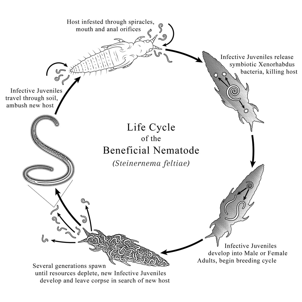 SF Nematodes – Preys On: Fungus Gnats, Root Aphids, Thrips & More