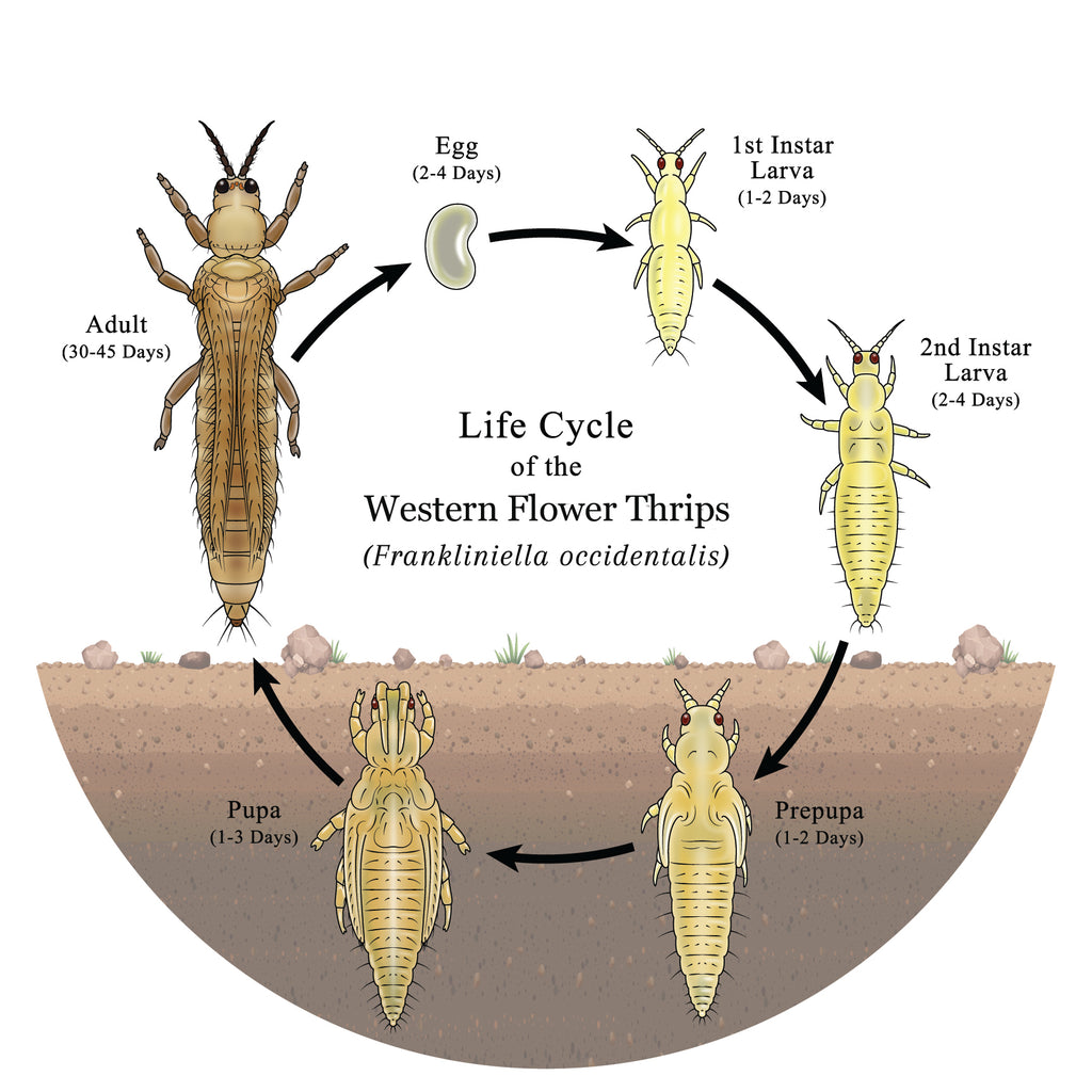 Lifecycle of thrips - egg to adult in less than 10 days