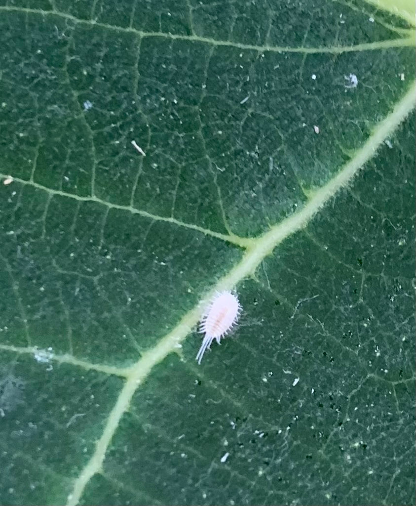 Fall Newsletter: Attack of the Mealybugs