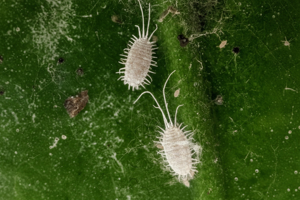 Mealybugs Deconstructed