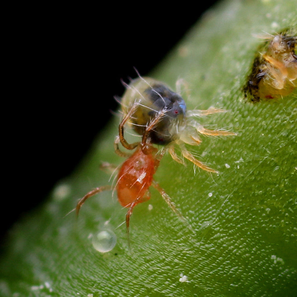 The Mighty Predatory Mites