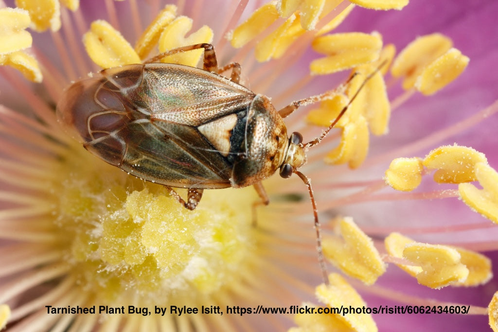 Lygus, The Tarnished Plant Bug