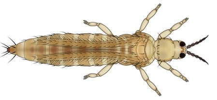 Thrips Control and Intraguild Predation
