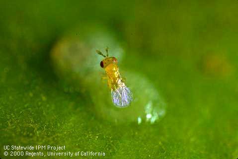 How to Use Trichogramma for Natural Caterpillar & Moth Control