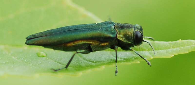 Invasive Alert!: Emerald Ash Borer