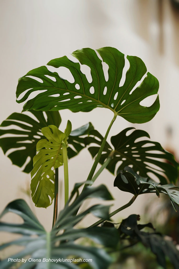 Biocontrols for Tropical Plants