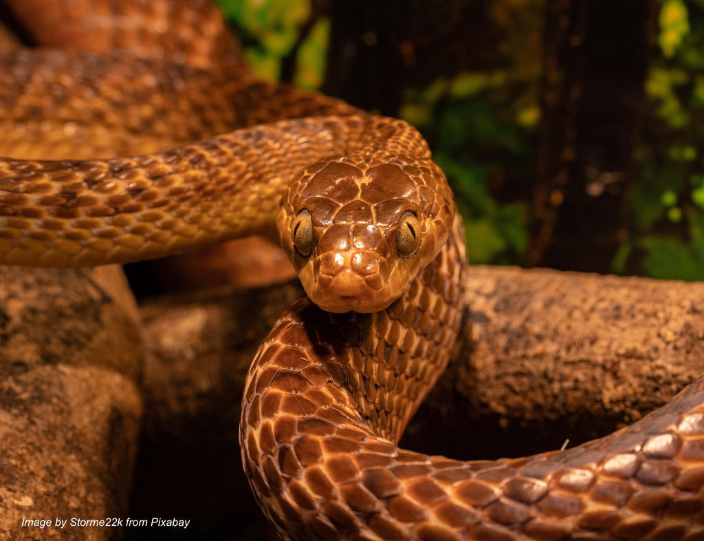 How to Get Rid of Snake Mites Naturally with Stratiolaelaps