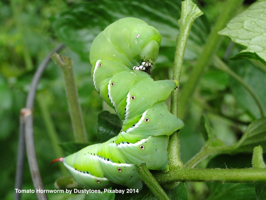 Caterpillar Control