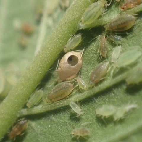 Cannabis Aphid Control