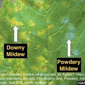 Downy Mildew Control