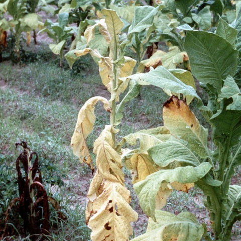 Fusarium Control