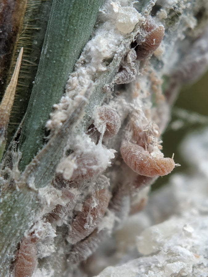 Scale Insects – Wisconsin Horticulture