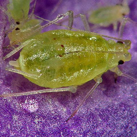 Green Peach Aphid Control