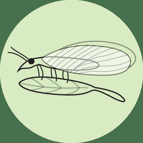 Wireworm Control– Sound Horticulture