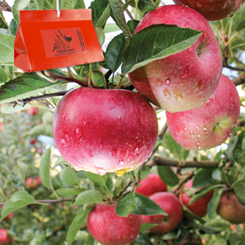 paper delta trap in apple tree