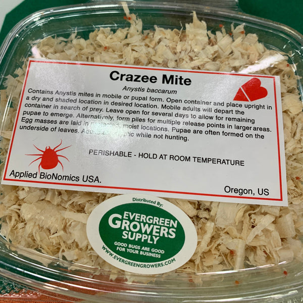 clear plastic container with Anystis baccarum the Crazee mite