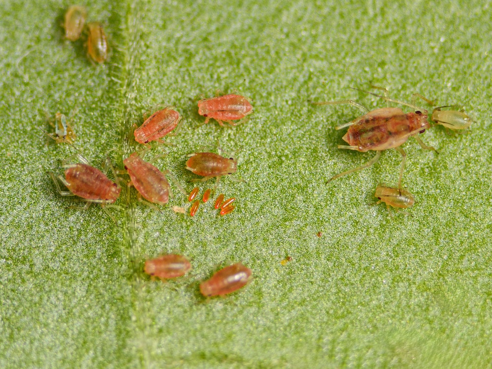 Small orange Aphidoletes eggs