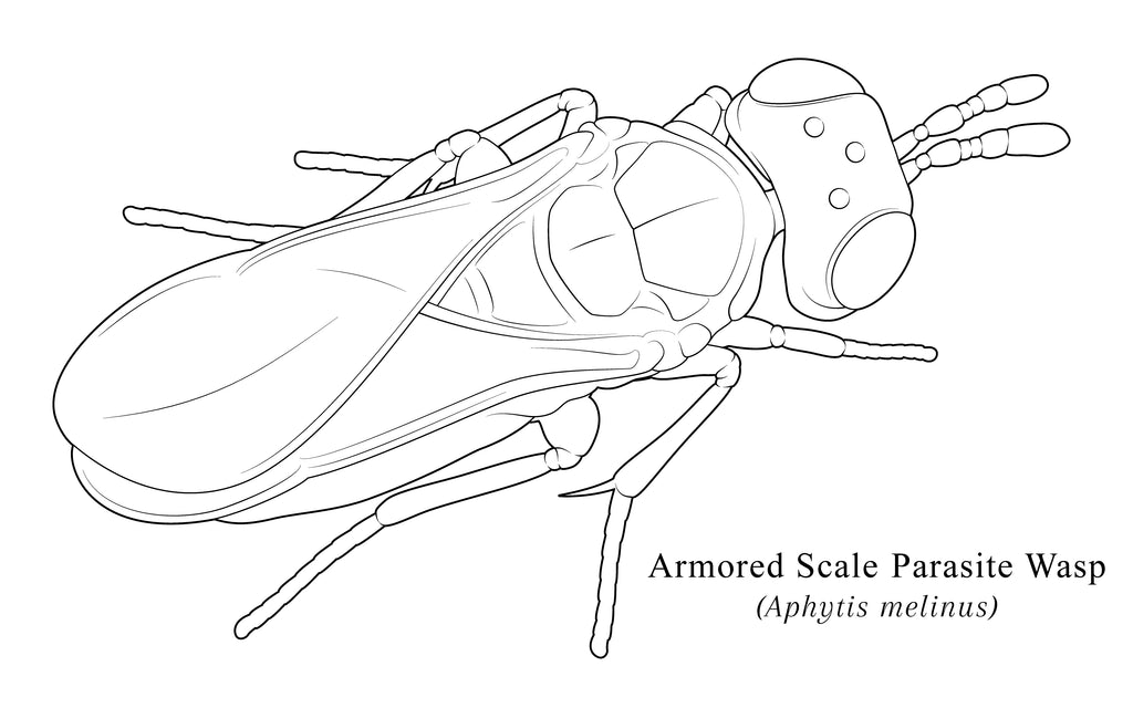 Aphytis melinus