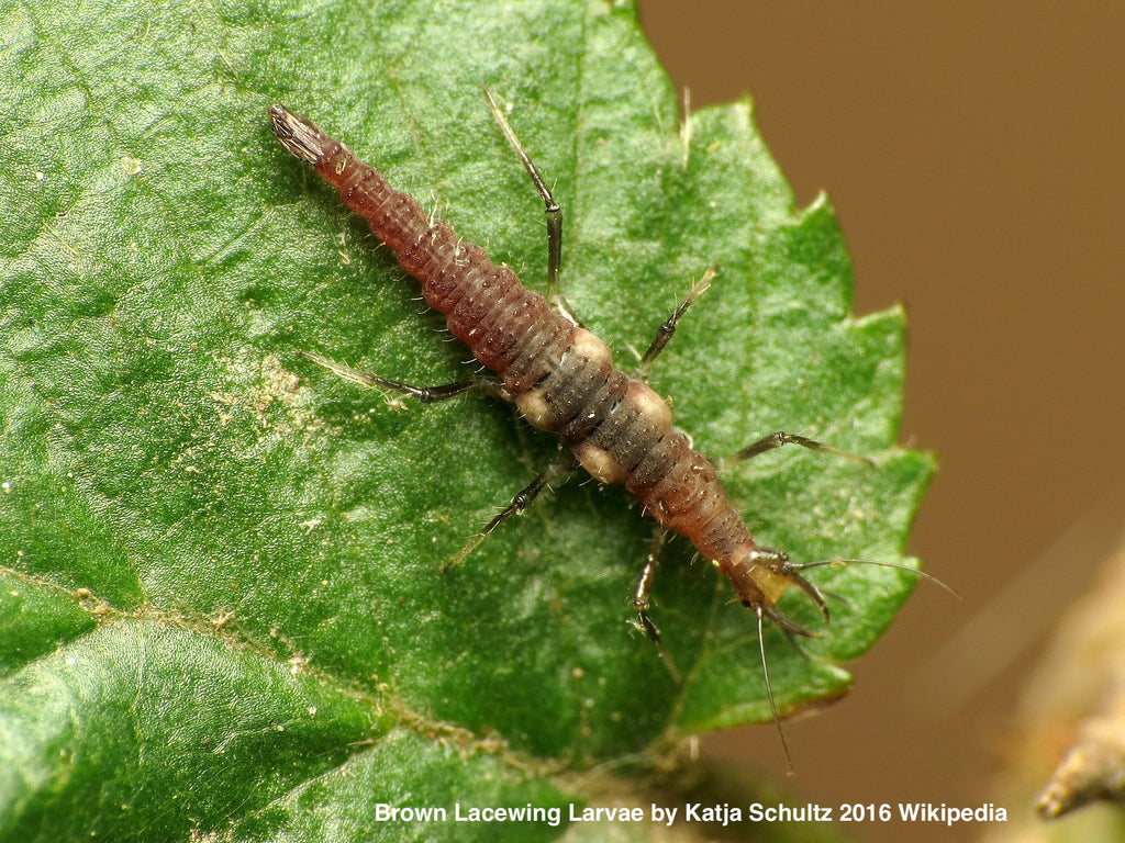 Brown Lacewing larvae