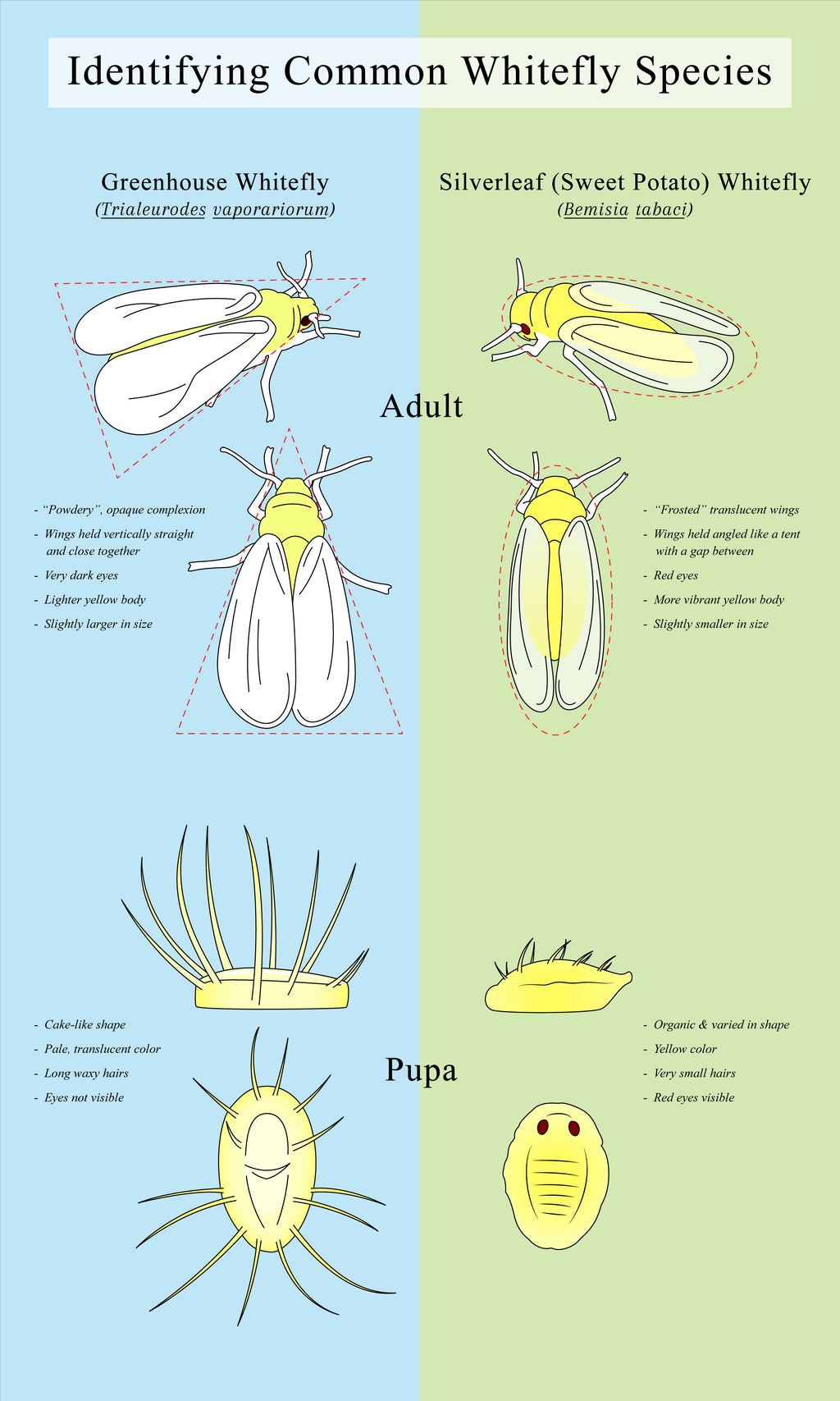 Identifying Common Whitefly Species