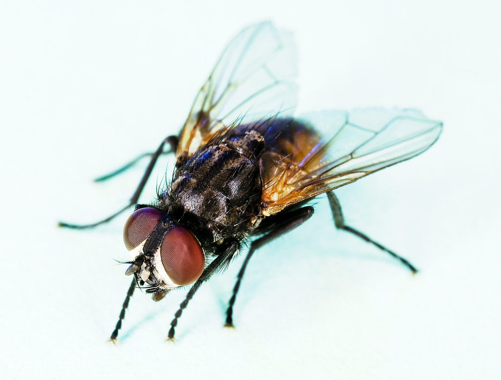 Musca domestica |  sound-horticulture.myshopify.com