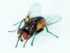 Musca domestica, the common housefly